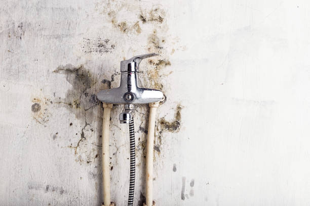 Best Mold Removal Near Me  in Ritzville, WA