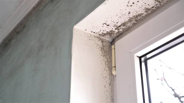  Ritzville, WA Mold Removal Pros