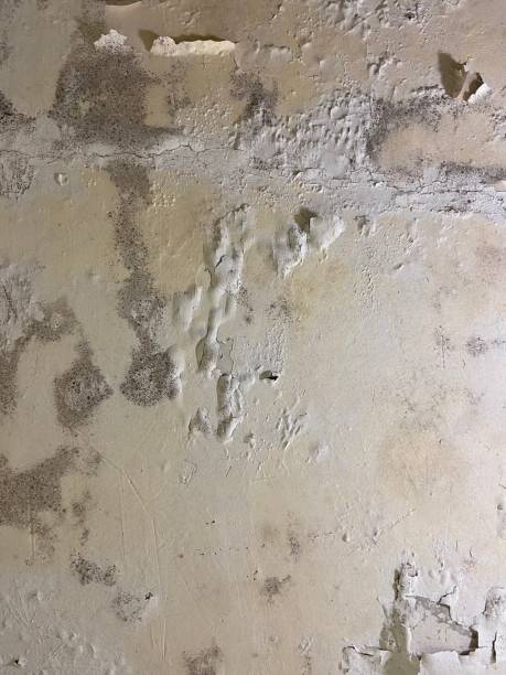Best Professional Mold Removal  in Ritzville, WA