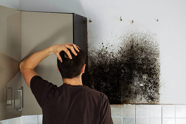 Best Mold Damage Repair  in Ritzville, WA