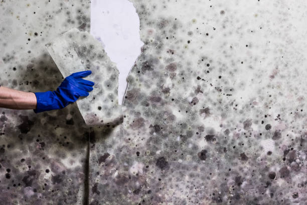 Best Black Mold Removal  in Ritzville, WA